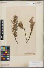 Foto von Salix repens subsp. incubacea (L.) A. Neumann